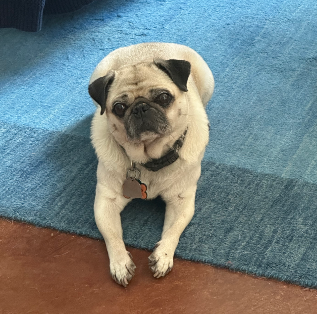 ThursdayBlueCarpetCondo