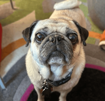Image of a pug standing on a mutlicolored rug and staring up to the camera.